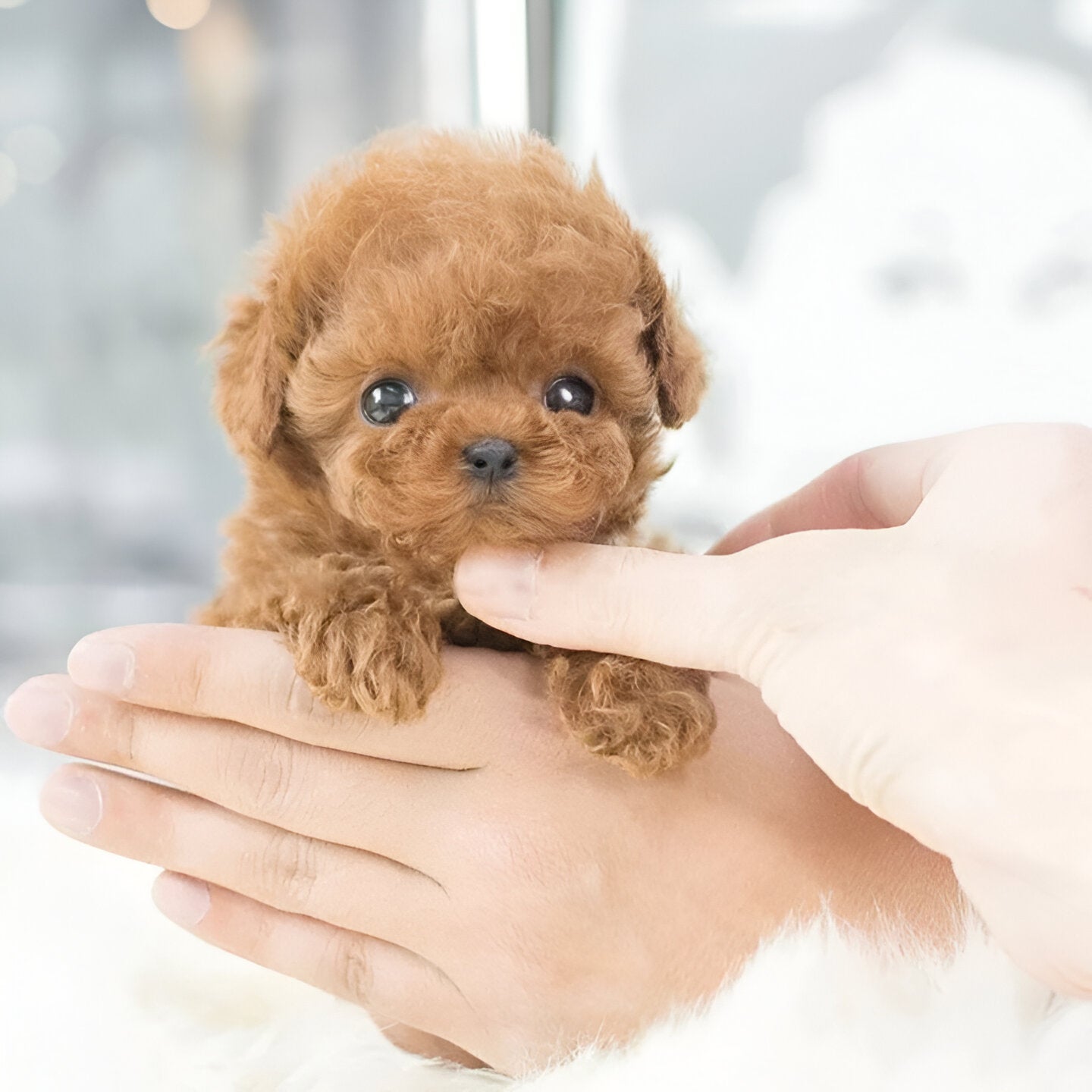 Interactive Robotic Puppy with Voice Commands and Touch Responses, Portable Toy for Kids
