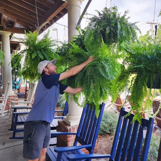 Artificial Outdoor Boston Fern with UV Resistant Polyethylene and 18 Flexible Branches