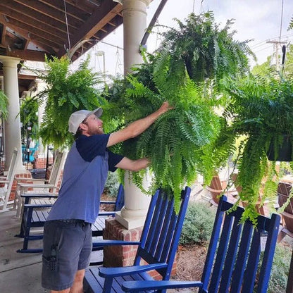 Artificial Outdoor Boston Fern with UV Resistant Polyethylene and 18 Flexible Branches