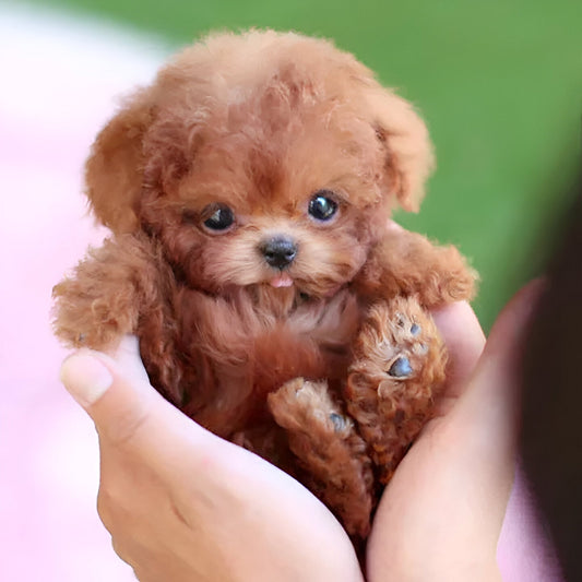 Interactive Robotic Puppy with Voice Commands and Touch Responses, Portable Toy for Kids