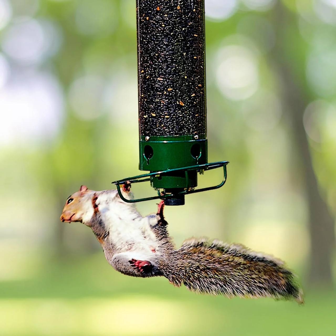 Squirrel Proof Bird Feeder with Hanging Mount and 5lb Capacity