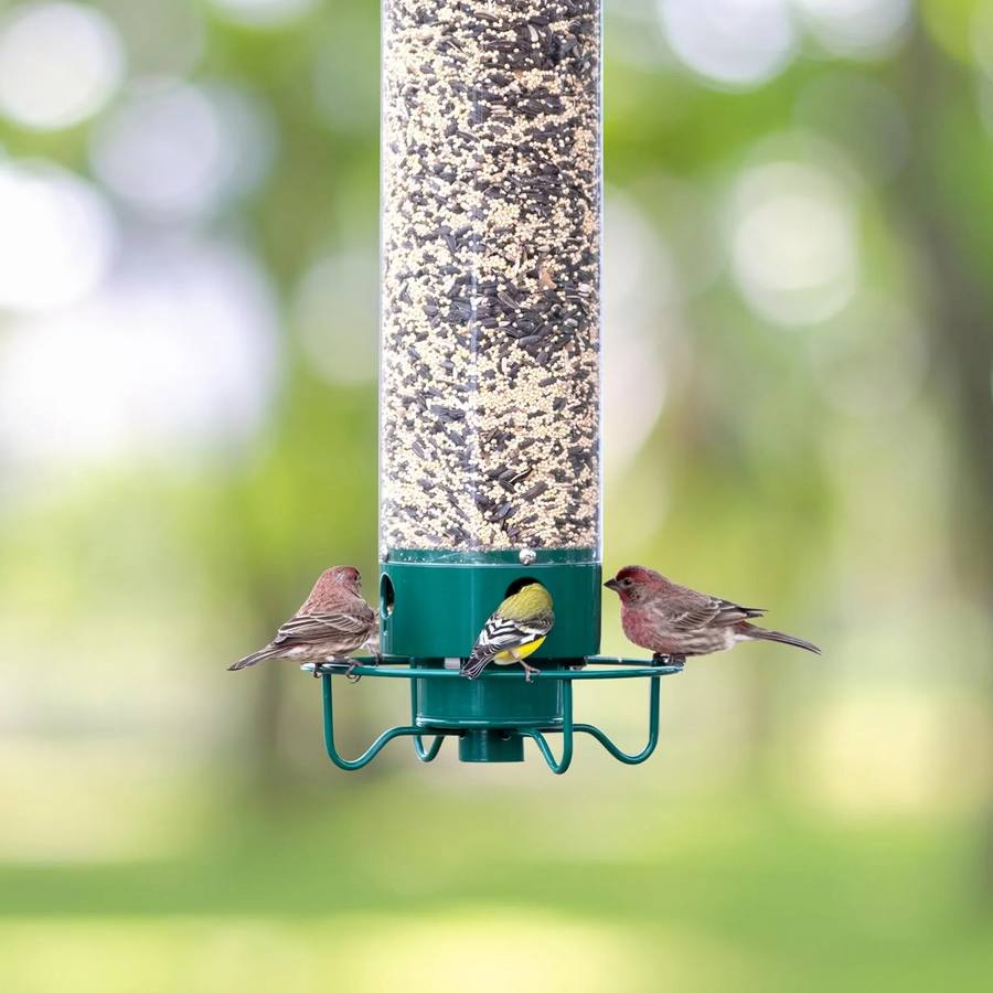 Squirrel Proof Bird Feeder with Hanging Mount and 5lb Capacity
